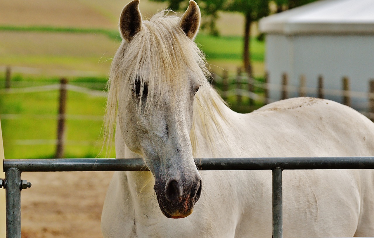 Co znamená byť bílý kůň?