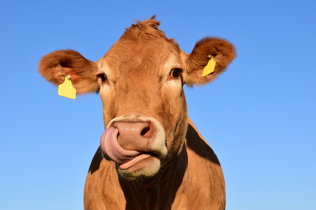 Come l’UE nasconde la sofferenza degli animali da allevamento durante il trasporto