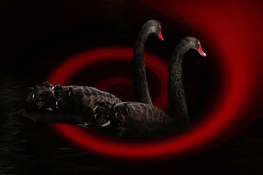 01_blackSwan