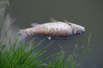 Mrtvá ryba