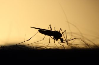 mosquito