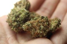 marihuana