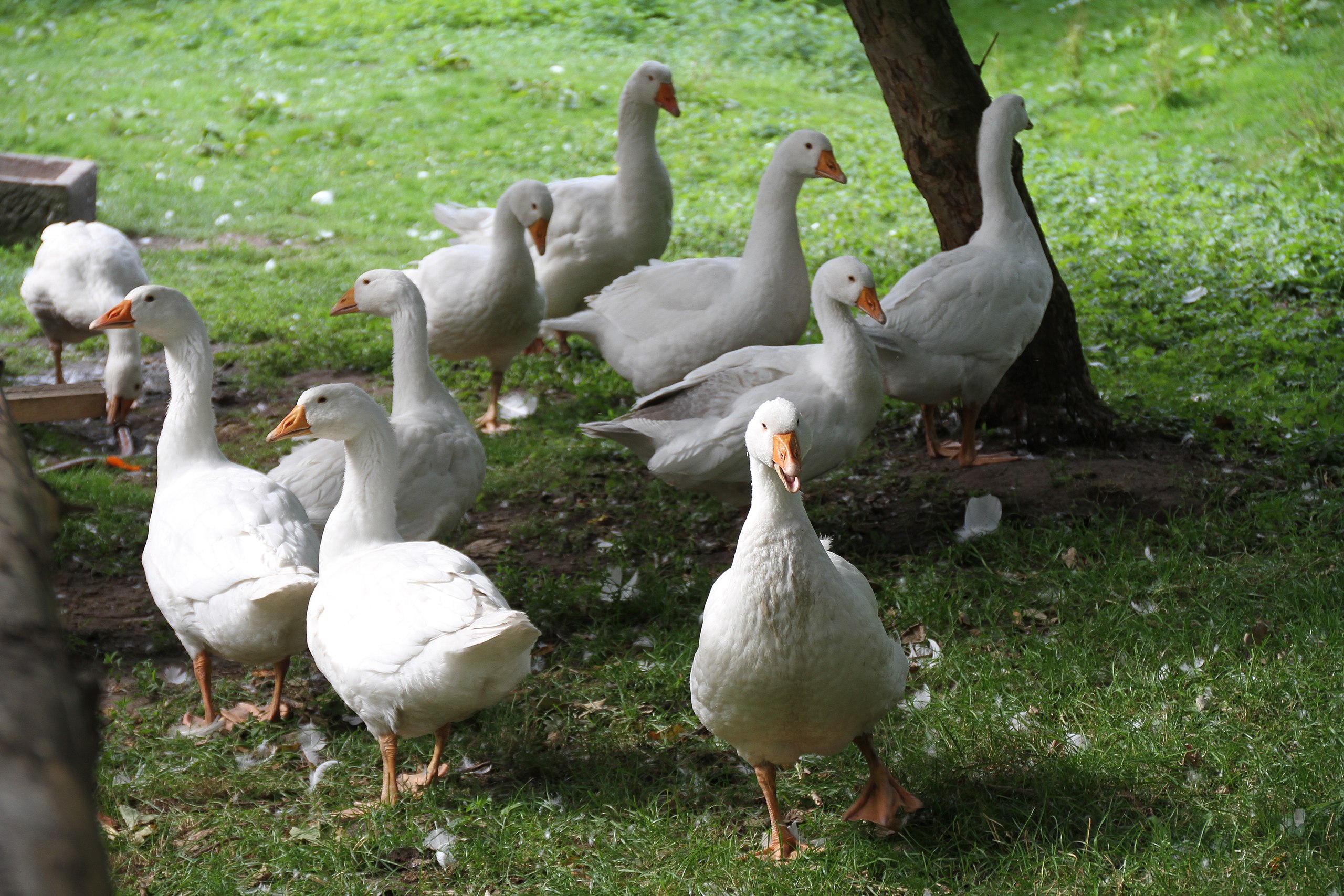 husa | Epeníze husa