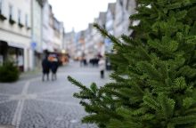 Vánoční stromky