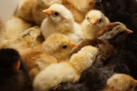 Zvíře, úspora, peníze, šetření, trik