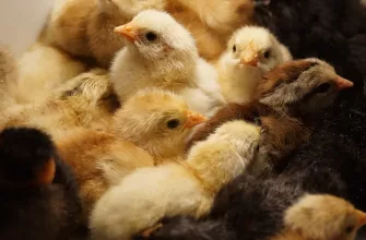 Zvíře, úspora, peníze, šetření, trik