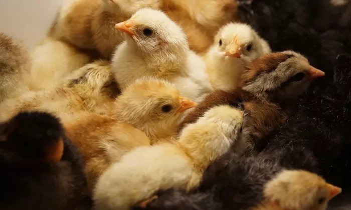 Zvíře, úspora, peníze, šetření, trik