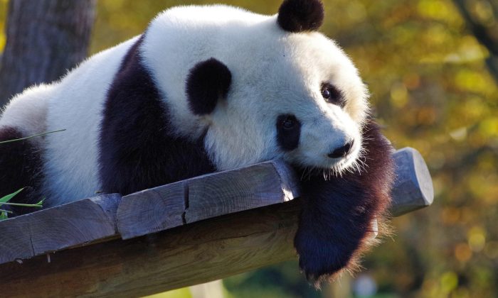 Panda
